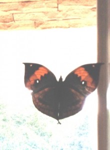 butterfly--open wings (2)