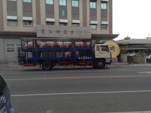 pig truck - lg web